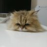 わくわく☆マンゴー's profile picture