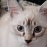 Bliss's profile picture
