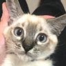 NHKYA! profil fotoğrafı