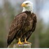 Muhammad Saad's profile picture