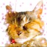 麦わら猫(胡蝶らら)🍀🐾's profile picture