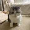 一哈亚's profile picture
