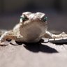 Western Fence Lizard 的头像