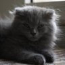 Moha 😍 profil fotoğrafı