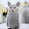 Фото профиля 皮卡丘