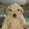 pommchamp profil fotoğrafı