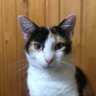 Profilbild von cotetitotu