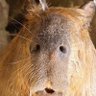 dani_dux's profile picture