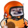 Dutch Freefall Fella 的头像