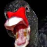 Фото профиля Mostly Peaceful Black Swan