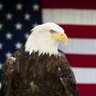 Фото профиля American Exceptionalism
