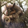 mediocrebirder's profile picture