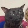 Profilbild von REAL EYES SEE REAL LIES