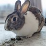 Bunwich๐๐ฅช's profile picture