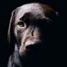 ルーザードッグ profil fotoğrafı