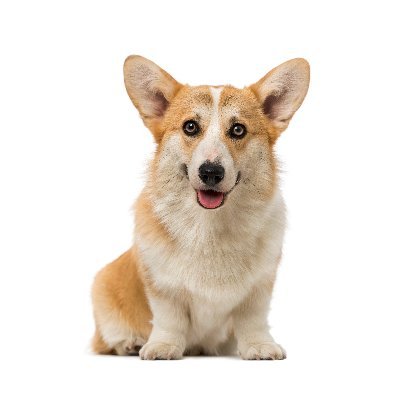 Corgidogs lovers's profile picture