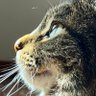 𝕄eow 𝕄i𝕏 𝕄ogul 的头像