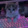 X is for Cats 的头像