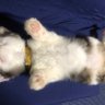 ちびっこ隊長 マイキー 的头像