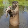Profilbild von TheTallOtter