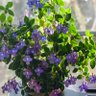 Фото профиля Pome💜
