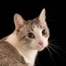 Profilbild von momomomomo
