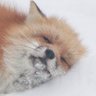 Cherrychip's profile picture