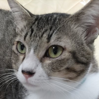 イト様 ダイソン好きキジ白ネコ(基本フォロバ)'s profile picture