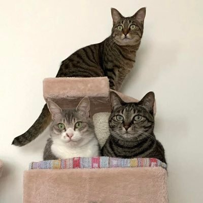 meow_3nyanya's profile picture