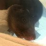 Rat Bastard's profile picture
