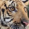 SYED TANVIR BUKHARI's profile picture
