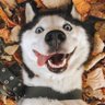 P's profile picture