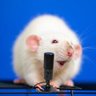 Profilbild von LE RAT COMPTEUR