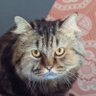 Profilbild von Fiat Thumma