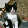 ゆめちびた🐈🐈⬛ profil fotoğrafı