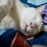 みーたつ・にゃんこ(元にゃんこ(凍結・ロックど怖い😱)) 的头像
