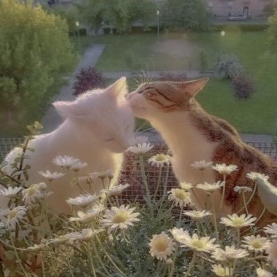 dailysensory's profile picture