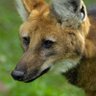 Lobo-Mao's profile picture