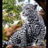 النمر العربي's profile picture