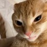 Фото профиля Katze