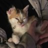 cookie profil fotoğrafı