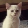 PJ🐱 的头像
