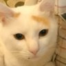 ちゃた's profile picture