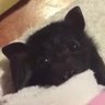 SkyPuppyBella ᐰ ᐰ ᐰ's profile picture