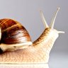 Фото профиля Bravesnail