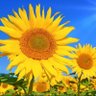 Lu 🌹🌹🌞🌞🌻🌻's profile picture