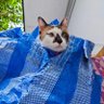 Ziggy and 3 cats from Korat ็ๅคดๅ