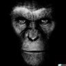 🐵 Gray's profile picture