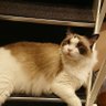Фото профиля 招き猫