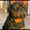Xolani B's profile picture